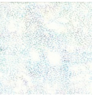 Hoffman 885 Dot Batik- Aurora