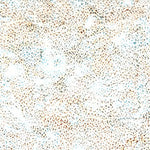 Hoffman 885 Dot Batik- Harbor