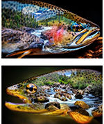 Trout About Panel